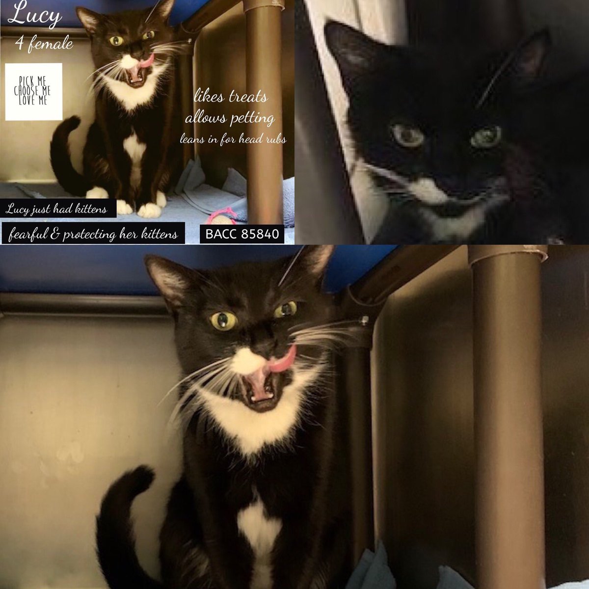 Kimberlykokourt's tweet photo. #Laila: #ID83501: #BrooklynACC: #9YearsOld: #Female! #Lucy: #ID85840: #BrooklynACC: #4YearsOld: #Female! #Shipok: #ID86228: #BrooklynACC: #6YearsOld: #Male! #Tom: #ID86552: #ManhattanACC: #5YearsOld: #Male! #Cats! #Cat! #CatsOfTwitter! #NYCACC @NYCACC #AtRiskList! #NotSafe! https://t.co/cLm91vsO89