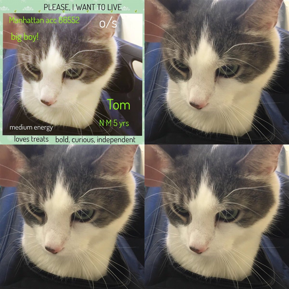 Kimberlykokourt's tweet photo. #Laila: #ID83501: #BrooklynACC: #9YearsOld: #Female! #Lucy: #ID85840: #BrooklynACC: #4YearsOld: #Female! #Shipok: #ID86228: #BrooklynACC: #6YearsOld: #Male! #Tom: #ID86552: #ManhattanACC: #5YearsOld: #Male! #Cats! #Cat! #CatsOfTwitter! #NYCACC @NYCACC #AtRiskList! #NotSafe! https://t.co/cLm91vsO89