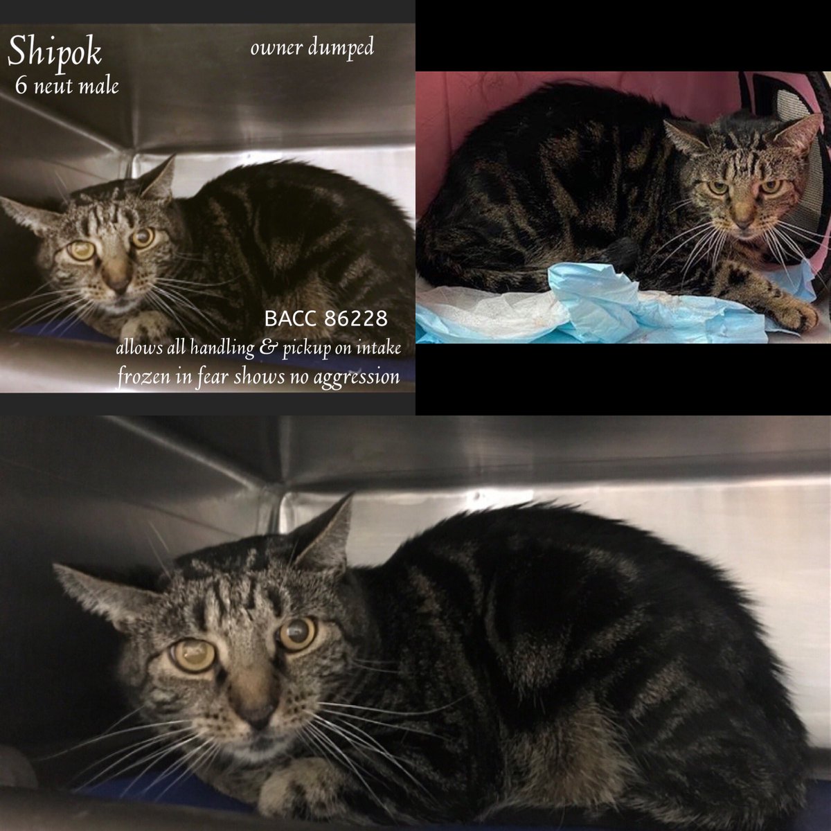 Kimberlykokourt's tweet photo. #Laila: #ID83501: #BrooklynACC: #9YearsOld: #Female! #Lucy: #ID85840: #BrooklynACC: #4YearsOld: #Female! #Shipok: #ID86228: #BrooklynACC: #6YearsOld: #Male! #Tom: #ID86552: #ManhattanACC: #5YearsOld: #Male! #Cats! #Cat! #CatsOfTwitter! #NYCACC @NYCACC #AtRiskList! #NotSafe! https://t.co/cLm91vsO89