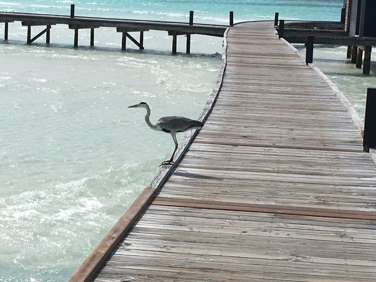 caspertown24's tweet photo. Friday morning gridlock - sorry breakfast 🐟🐠🐟 @COMOHotels Cocoa Island Heron looking for breakfast totally focused #CocoaIsland #Maldives @every_heron @visitmaldives #ComoCocoaIsland https://t.co/b8ux2RdC3w