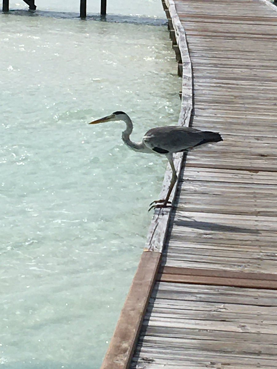 caspertown24's tweet photo. Friday morning gridlock - sorry breakfast 🐟🐠🐟 @COMOHotels Cocoa Island Heron looking for breakfast totally focused #CocoaIsland #Maldives @every_heron @visitmaldives #ComoCocoaIsland https://t.co/b8ux2RdC3w