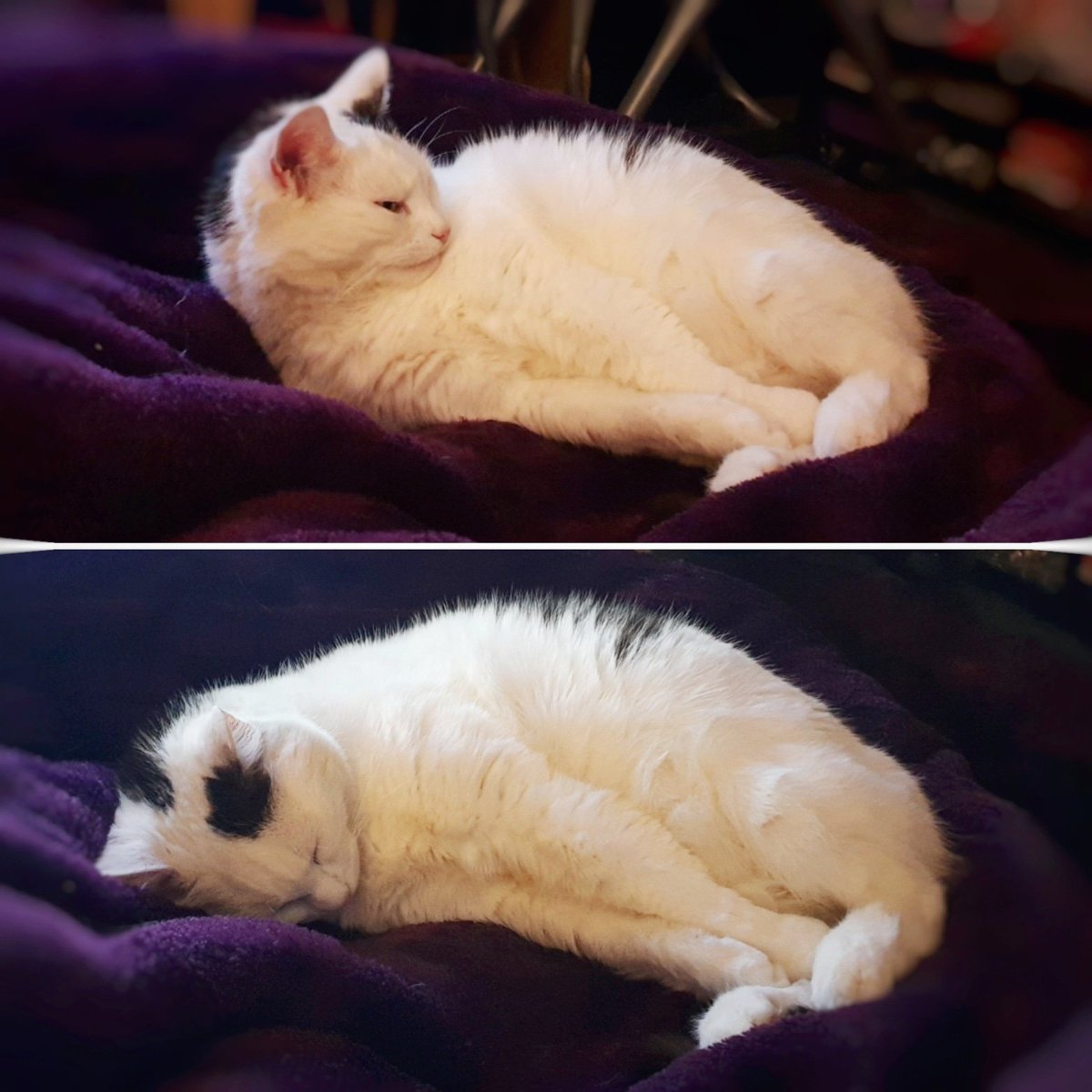 ScaredyCatCW's tweet photo. Ugh ... What is that noise ... ? I'm trying to sleep ... Keep it down ... Ugh ... #OneIsNotAmused ... 🤬😺 #Cat #CatsOfTwitter #Scaredy https://t.co/Lgbdwd89Mu