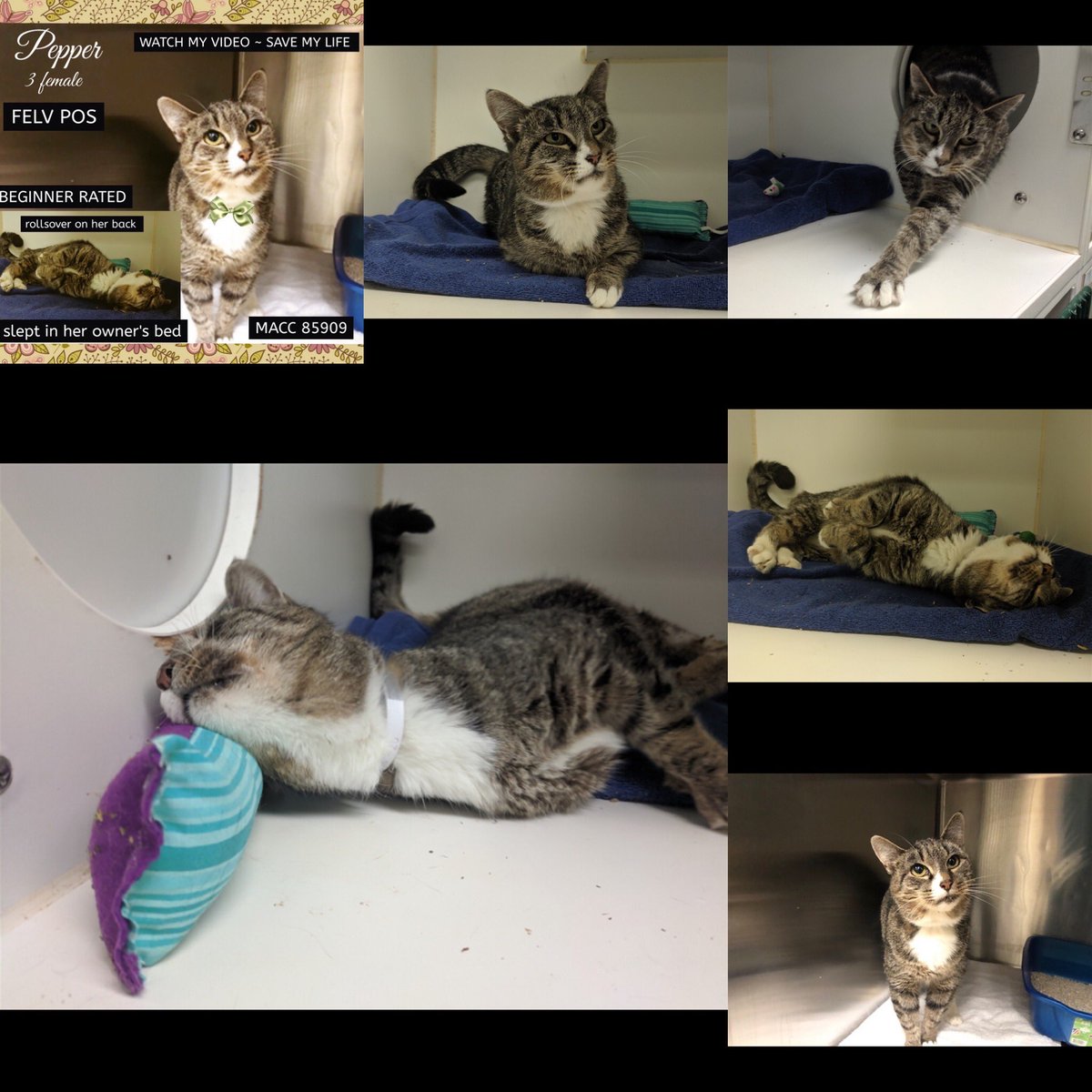 Kimberlykokourt's tweet photo. #Pepper: #ID85909: #ManhattanACC: #Female: #3YearsOld! #Lucy! #Laila! #Shipok! #Tom! All 5 beautiful #kitties of the #NYCACC @NYCACC will be #euthanized on Saturday 1-25-2020 at 12 noon w/o a placement! #DeathRow! #CodeRed! #SaveUs! #WeCare! #WeWantToLive! #Adopt! #Foster! #Cats! https://t.co/Ul1oRqPYZ5