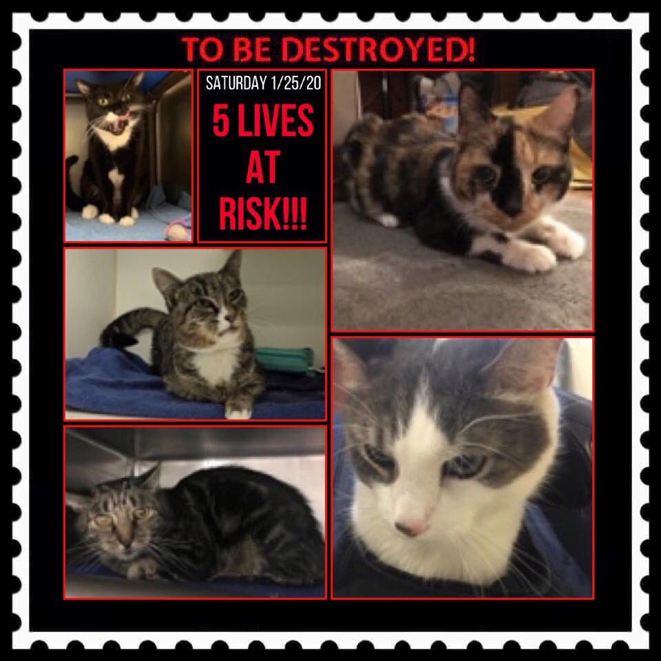 Kimberlykokourt's tweet photo. #Pepper: #ID85909: #ManhattanACC: #Female: #3YearsOld! #Lucy! #Laila! #Shipok! #Tom! All 5 beautiful #kitties of the #NYCACC @NYCACC will be #euthanized on Saturday 1-25-2020 at 12 noon w/o a placement! #DeathRow! #CodeRed! #SaveUs! #WeCare! #WeWantToLive! #Adopt! #Foster! #Cats! https://t.co/Ul1oRqPYZ5