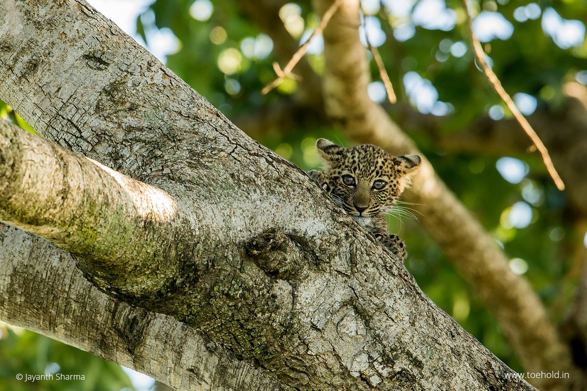 A little #Leopard cub which is known as Bella 2 in the Masai Mara. 
#ToeholdPhotoTravel #travel #nature  #wildlife #wildlifephotography #animals