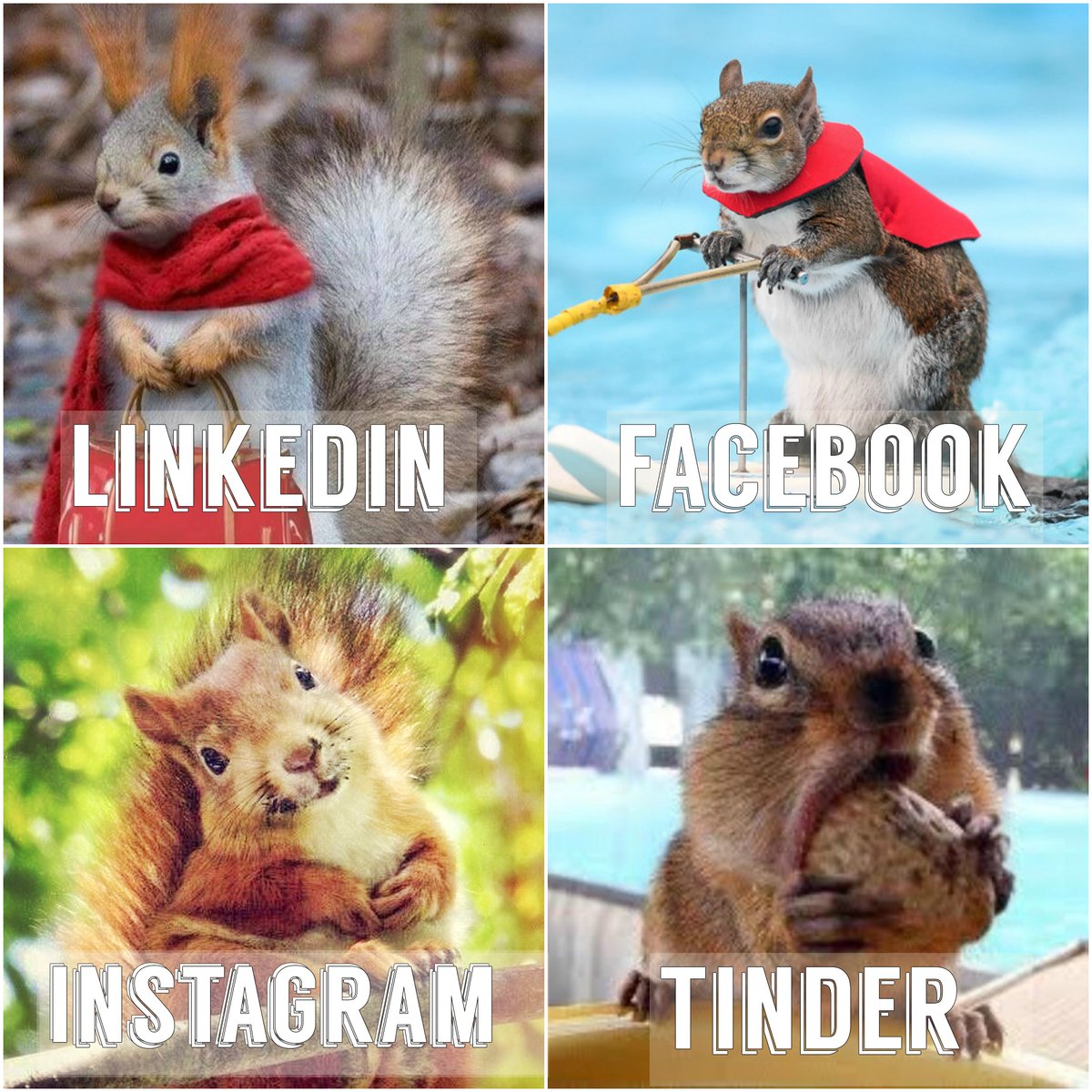 ThatMadSquirrel's tweet photo. Challenge accepted.
#dollypartonchallenge #squirrelstuff https://t.co/bFUCN215AV