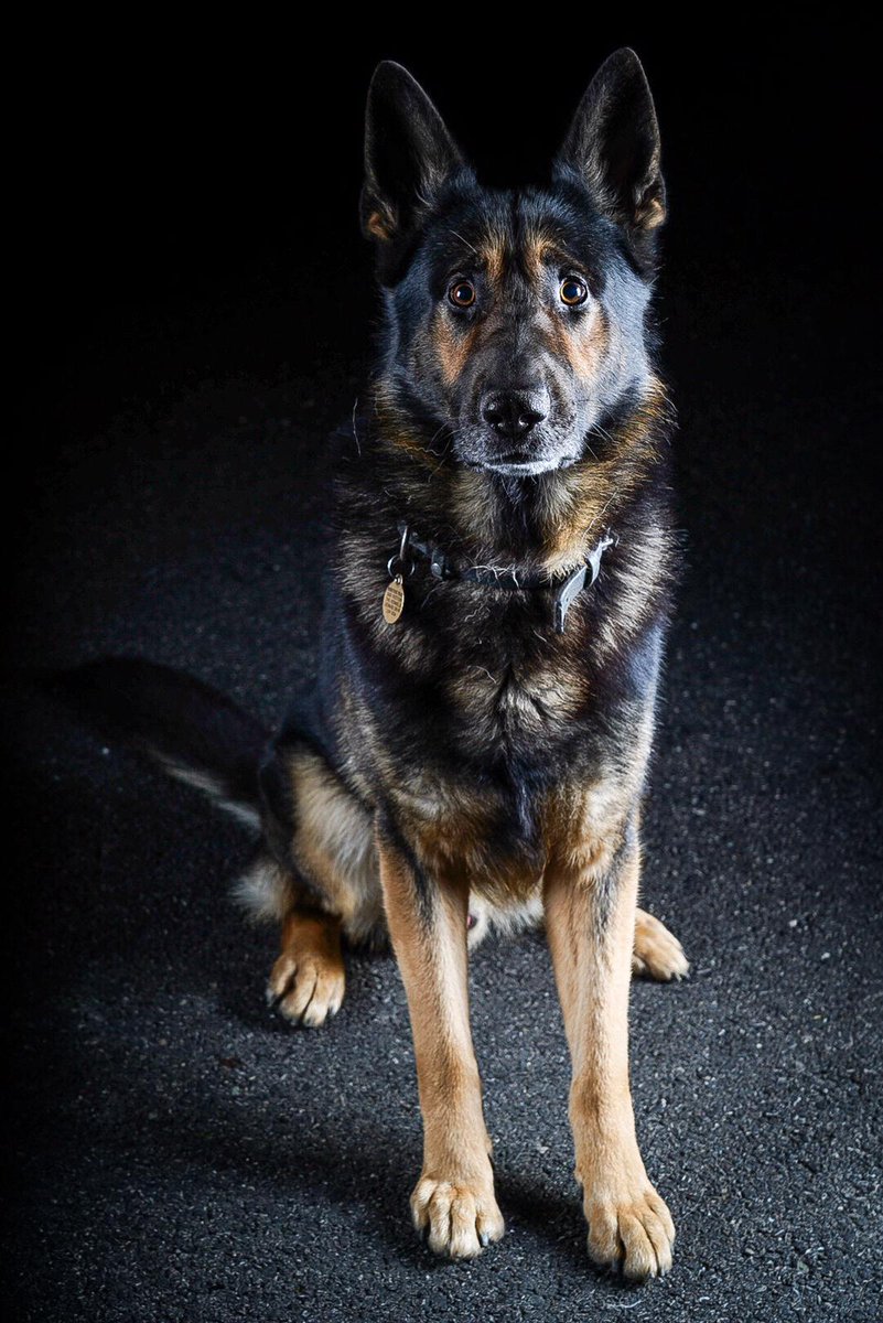 Mersey Police Dogs tweet media