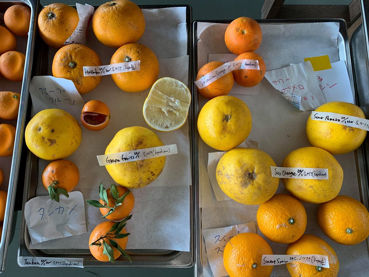 INUA_JP's tweet photo. 今週のテストキッチンは柑橘のさわやかな香り🍋🍊🍋
日本の柑橘は本当に種類が豊富！

Refreshing scent from our test kitchen. 
Many different varieties of Japanese citrus.

#INUA https://t.co/7pMBg7GfyN