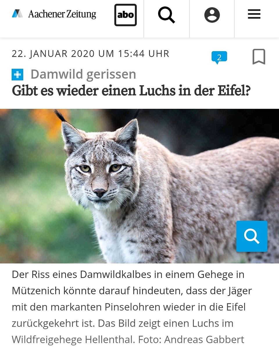 buchenzweig's tweet photo. #luchs #pinselohren #mützenich #hohesvenn #eifel https://t.co/hCBuXeefUH