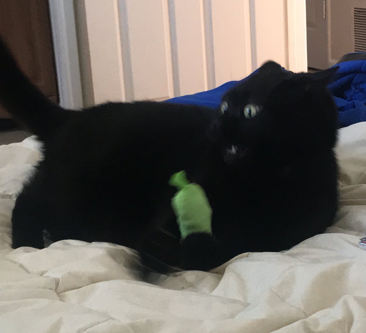 starchild823's tweet image. When Glitches nip hits #catnippickle #niphead #catnip