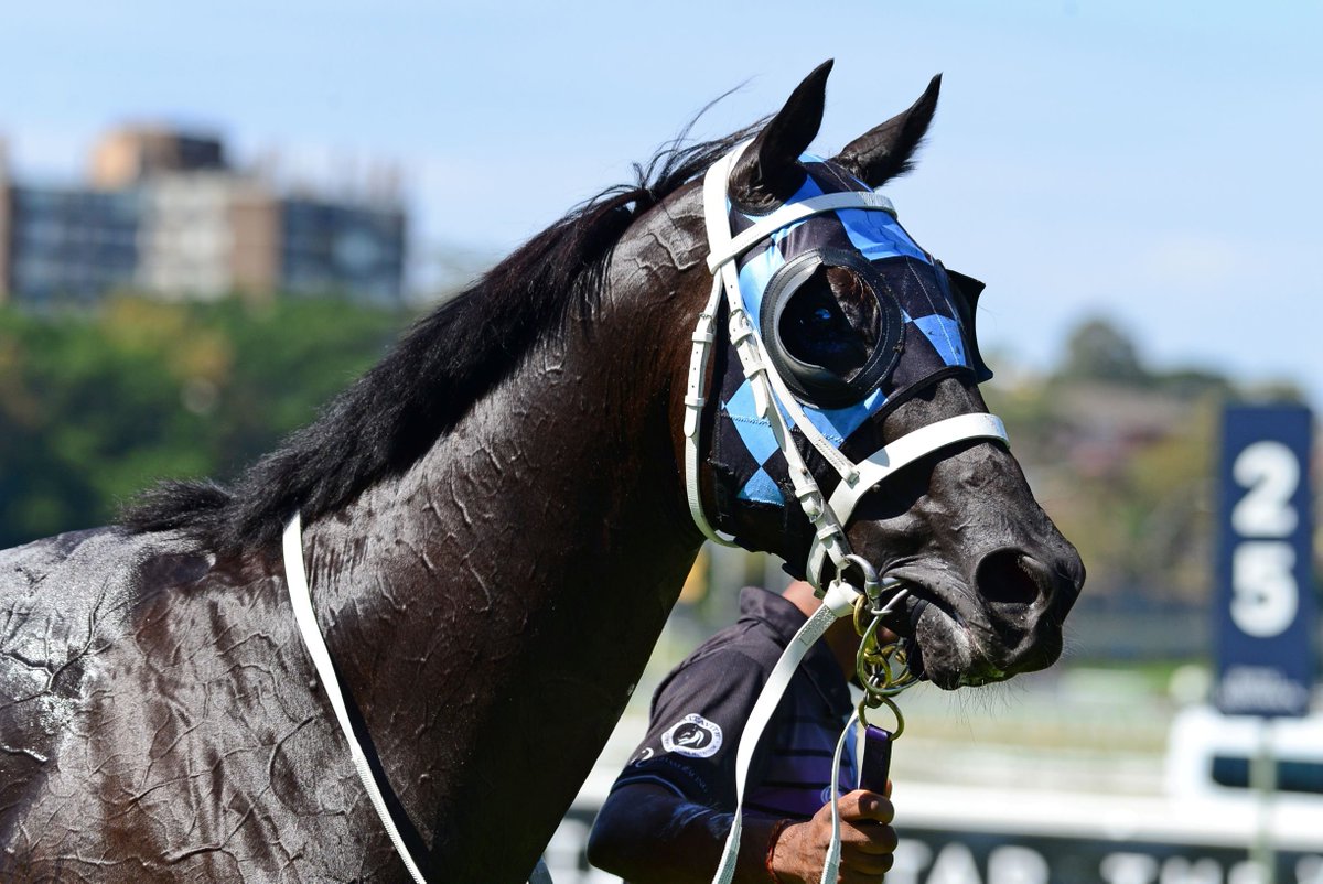 tabcomau's tweet photo. We've got four @allstarmile contenders competing in tonight's Group 2 Australia Stakes! 

Begood Toya Mother
Manuel
Ringerdingding
Scales of Justice

Who's got your vote? https://t.co/PtT4oiLQ47