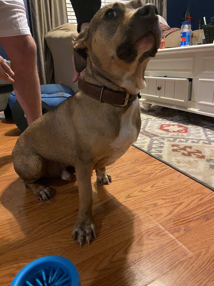 MidduhBlue's tweet photo. Puppy friends!!!! Hedduh and Dayud played with me despite the rain... and the #Mudbuster saved me from a bath. I mean, look at deez paws ๐พ๐ https://t.co/KRU8nGB0YR