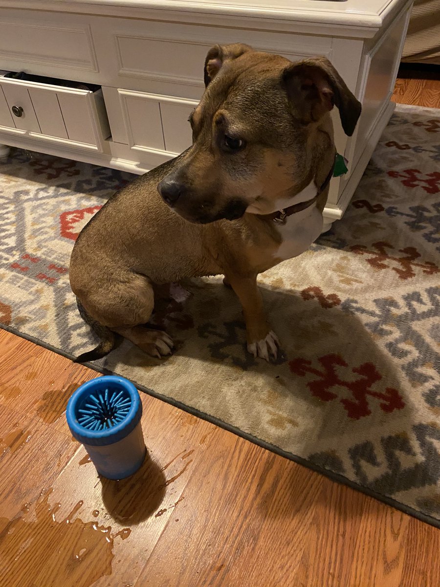 MidduhBlue's tweet photo. Puppy friends!!!! Hedduh and Dayud played with me despite the rain... and the #Mudbuster saved me from a bath. I mean, look at deez paws ๐พ๐ https://t.co/KRU8nGB0YR