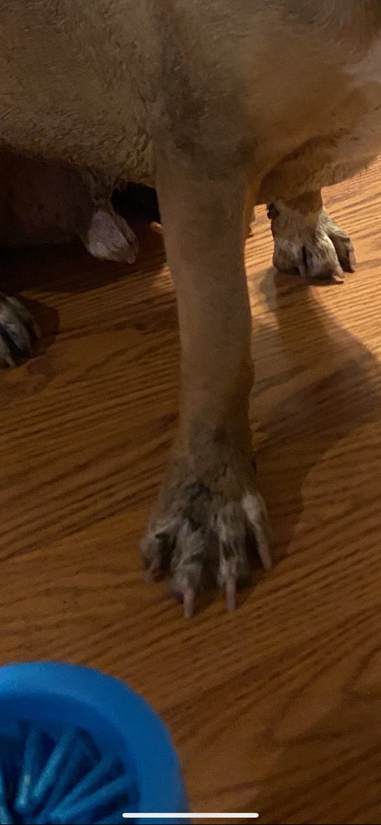 MidduhBlue's tweet photo. Puppy friends!!!! Hedduh and Dayud played with me despite the rain... and the #Mudbuster saved me from a bath. I mean, look at deez paws ๐พ๐ https://t.co/KRU8nGB0YR