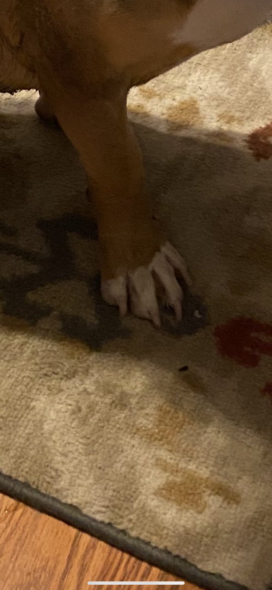 MidduhBlue's tweet photo. Puppy friends!!!! Hedduh and Dayud played with me despite the rain... and the #Mudbuster saved me from a bath. I mean, look at deez paws ๐พ๐ https://t.co/KRU8nGB0YR