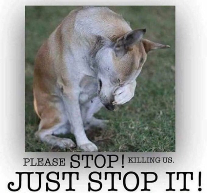 GiveLuckyBack's tweet image. Donna Jean gets it.  #Shut the @NYCACC down.  #Investigate its leaders and practices.  Try many of them for #WarCrimes against #Animals.  Put new humane laws in place.  And make sure every #Pet life matters going forward!!