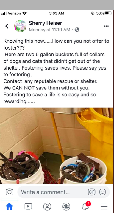 GiveLuckyBack's tweet image. Donna Jean gets it.  #Shut the @NYCACC down.  #Investigate its leaders and practices.  Try many of them for #WarCrimes against #Animals.  Put new humane laws in place.  And make sure every #Pet life matters going forward!!