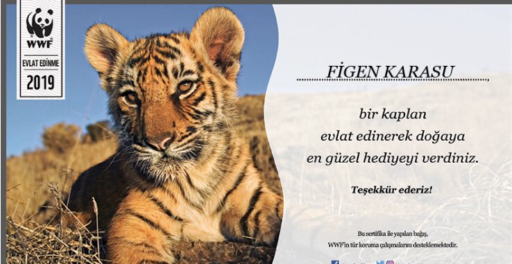 karasufigen's tweet photo. Vahşi doğada sadece 3200 kaplan kaldığını biliyor muydunuz? Ben yeni öğrendim ve @WWF_TURKIYE’den bir kaplan evlat edindim. Artık bir kedi ve bir kaplan annesiyim 🤗 Doğal yaşam yok olmasın diyenler bu linkten destek olabilir. 🙏🏻 https://t.co/ZSi4wXNWHp https://t.co/XxJp8PXVel