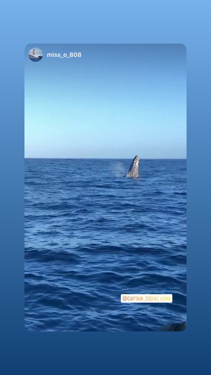 CaptainZodiac's tweet photo. Leaping into Friday one whale at a time. https://t.co/sOAnAUFgkt