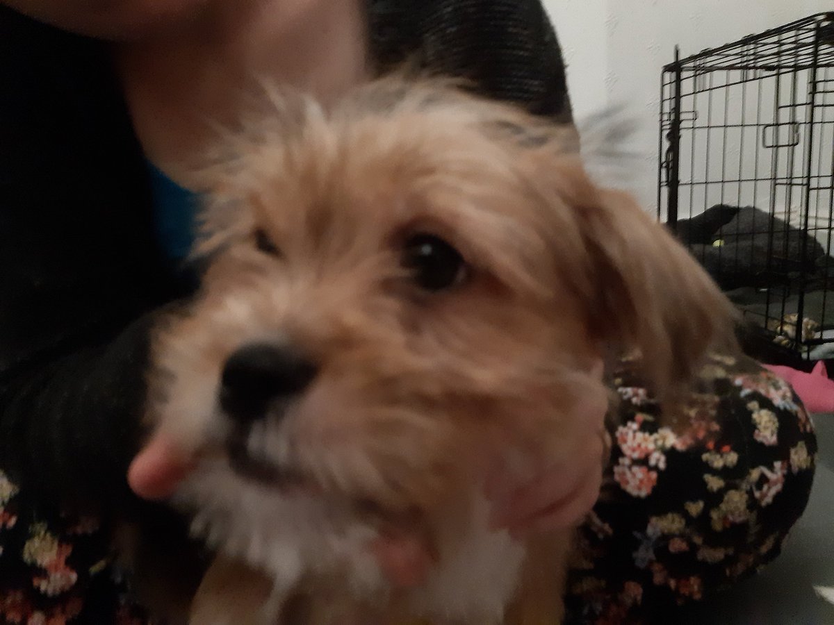 Golden terrier-mix pup, approx 4 months old, sits on female human's lap (her face is out of the shot, but she's in a grey cardigan and black lounge pants with a pattern of small blue, red, and yellow flowers). The pup has a big head, with white markings underneath his chin and on his muzzle and chest. His little nose is black and his floppy-moppy ears have bits of black at the tip. He's being petted, he's a good boy.