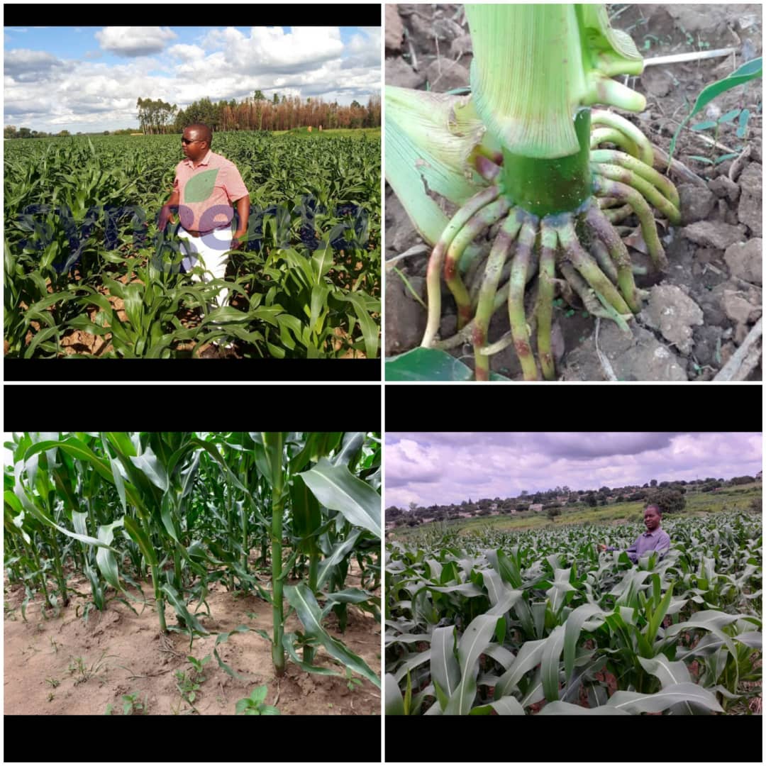 SyngentaZW's tweet photo. A GOOD FARMER KNOWS....
Top:Pembi chase farm in Mazowe @Syngentazw short season hybrid SY5944 , #ROBUST root system #improved #droughttolerance .
Bottom:Manapa plot , Karoi #MRI514 #proven #genetics #climate smart #betteryields
@socialshava @petrosm @n_mangisi @salome @MoLARR https://t.co/V8cyWsydN0