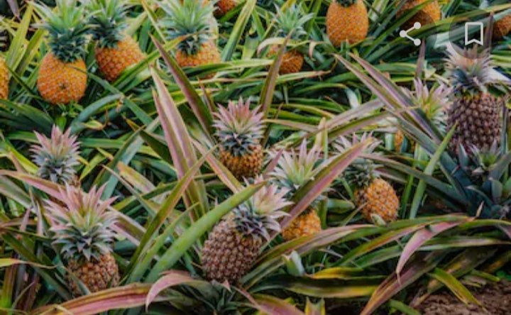 mannankkatti's tweet photo. @akaasi On a random search it is true that pineapples grow like this. #FactVerified https://t.co/AL0CgxXOsk