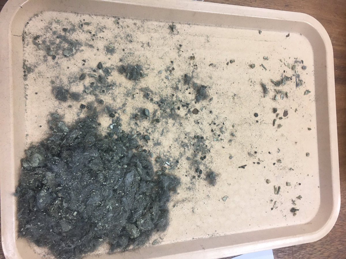 jillian_garvey's tweet photo. We’re getting some great results from our #devil, #dingo and #powerfulowl scat and pellet analyses as part of our @LTUArchaeology summer intensive subject. There were certainly some interesting things on the menu! @latrobe https://t.co/xBy3sl9Aco