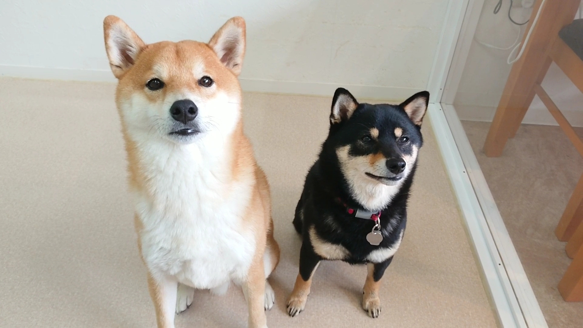 تويتر 犬のひみつきち على تويتر マイペースな柴犬カップル Youtubeで様子を確認 T Co Qhpwswjiy4 犬のひみつきち 犬の保育園 犬 柴犬 T Co 3fgwgebdab