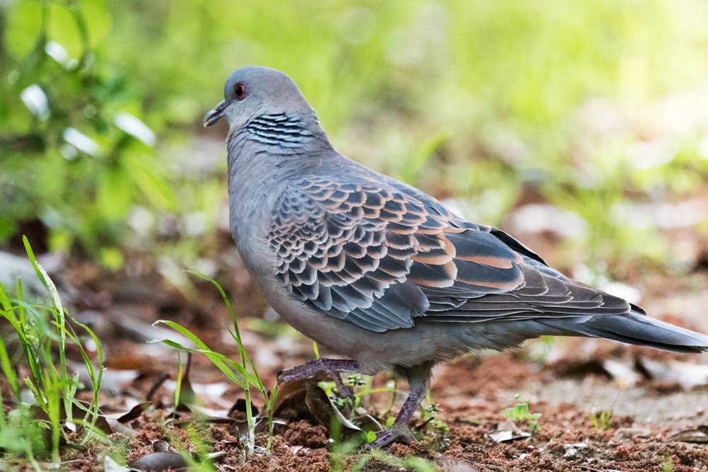 暦生活 こよみせいかつ 鳩羽鼠 はとばねず にっぽんのいろ ほんのりと紫みを帯びた鼠色 古くから親しみのある鳩の羽のような 色で とても落ち着きのある上品な色 にっぽんのいろのインスタ T Co 7iuwnzstxv