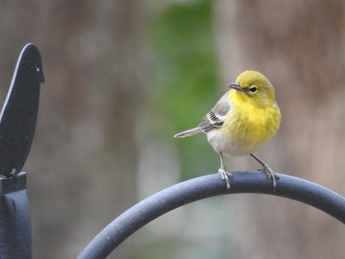 Jeff VanderMeer tweet media