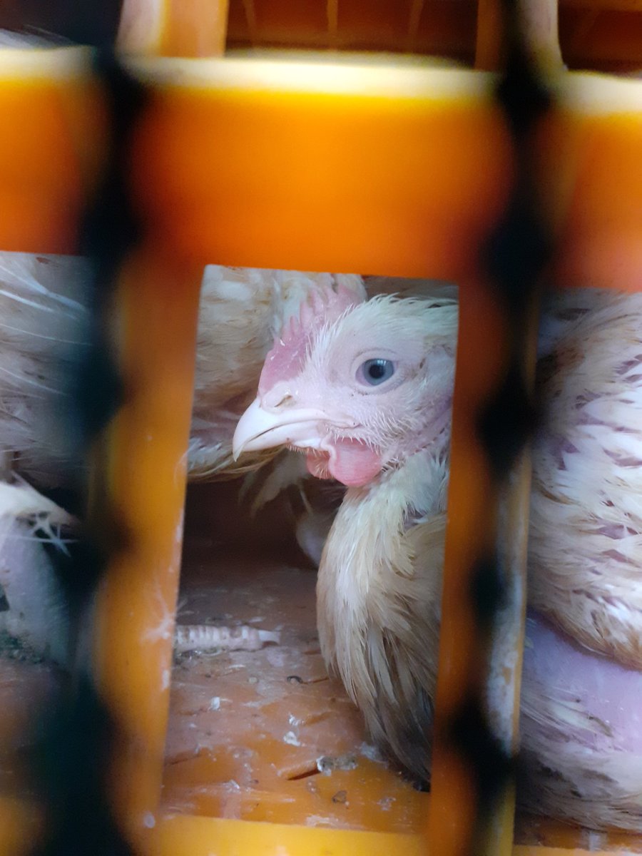 CardiffARG's tweet image. Just one of the six &amp;amp; a half thousand innocent souls on this lorry going in to the murder factory #yourfoodhadaface #meetyourmeat #animalsave #HerefordAnimalSave #meatismurder please #GoVegan