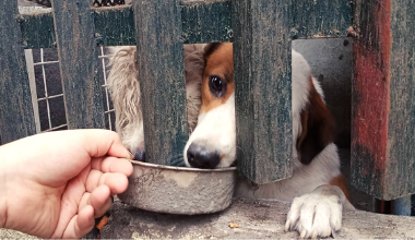 PETAAsia's tweet photo. PETA's rescue team is on the ground providing dogs & other animals with urgently needed food & veterinary care as they struggle to survive after the eruption of Taal Volcano in the Philippines—and we need your help: https://t.co/0xGpeGGPOv 💔 https://t.co/Wd6QtPtizb