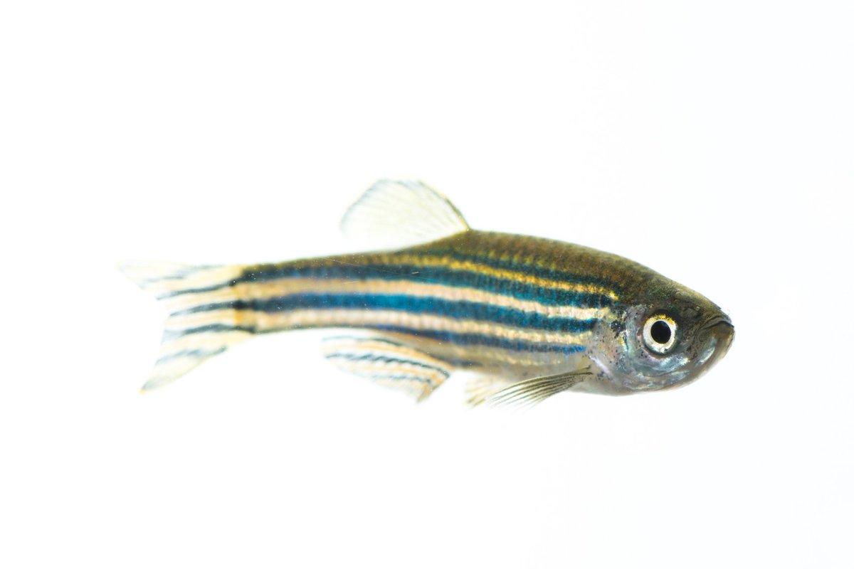 RSPCA_LabAnimal's tweet photo. Now less than two months until our meeting on welfare, #refinements and humane endpoints for laboratory fish @EdinburghUni on 23 March (the day before #AST2020). Register for your free place now! https://t.co/uDZ3mPVi7G
🐟🐡🐠
#AnimalWelfare #3Rs #zebrafish https://t.co/fq38SMICxh
