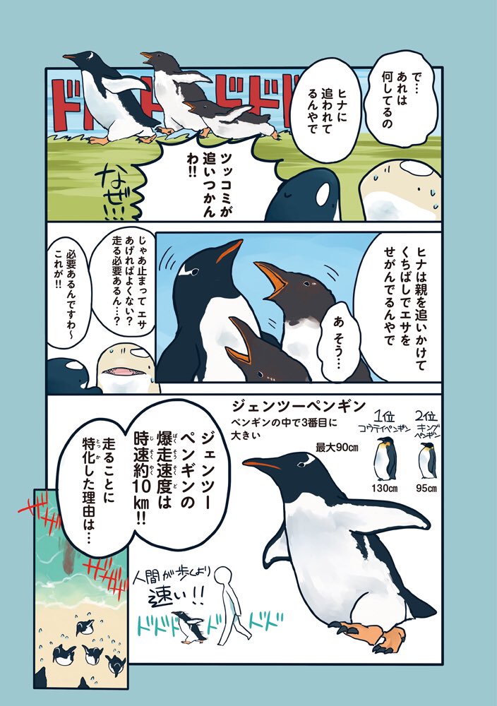 ジェンツーペンギンばちくそ速いやん。 