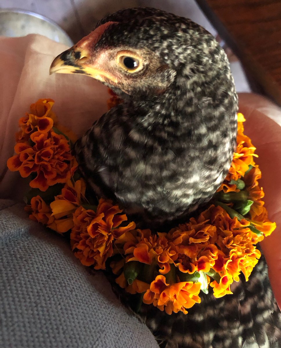 HistoricStMarys's tweet photo. Has anyone told you? You look great today! 

#NationalComplimentDay 

-
-
#historicstmaryscity #Maryland #chickensofinstagram #heritagebreed #farmlife #chickensofinsta #visitmaryland #photooftheday #LivingHistory #outdoormuseum #FridayFunday https://t.co/eaHTMYPGlg