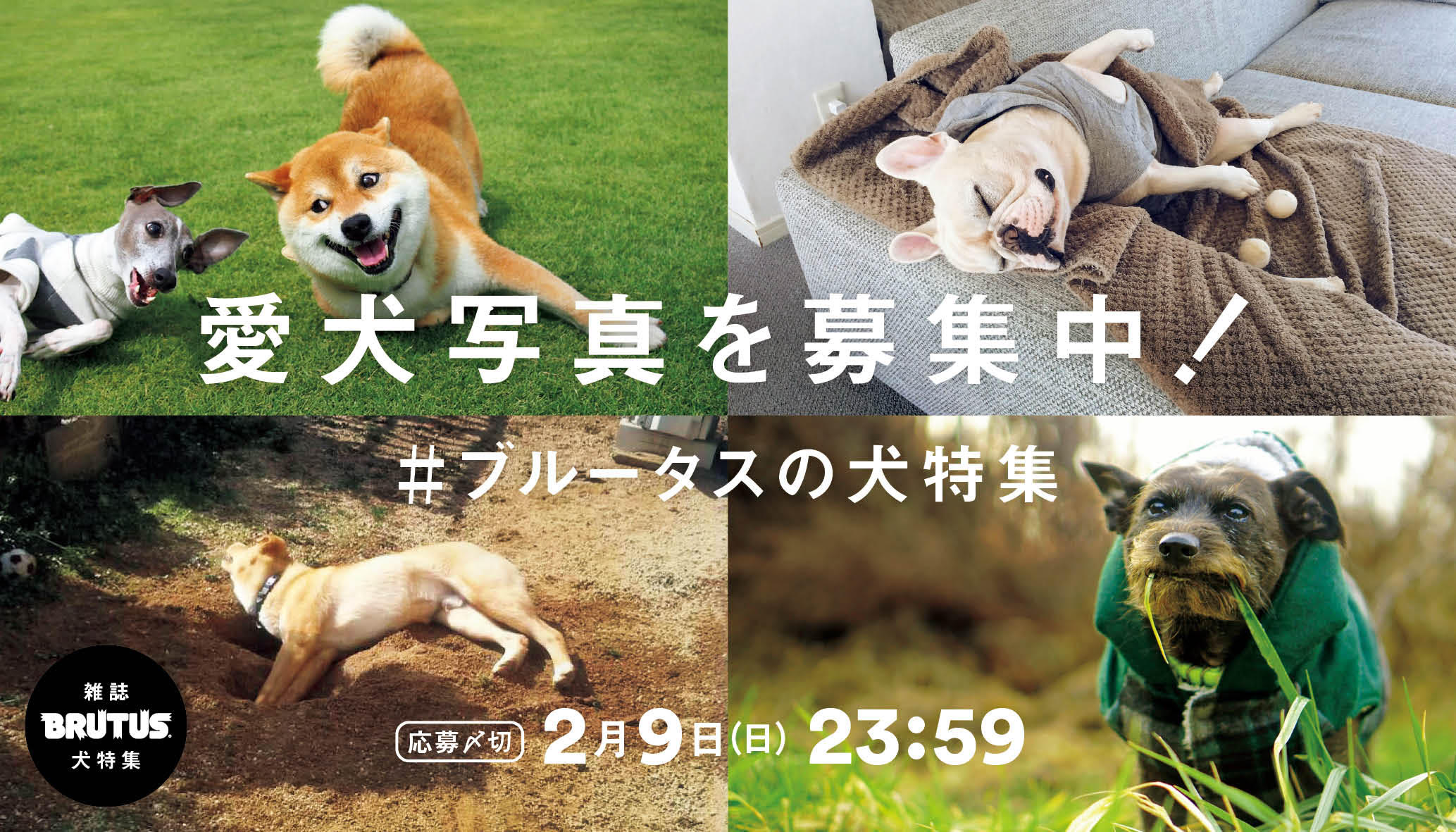 Brutus 犬特集 写真募集 4月1日発売号は犬特集 今回も 読者のみなさんに投稿していただいた写真を集めたページを作ります 愛犬と一緒に暮らしているからこそ撮影できる とっておきの写真を応募してみませんか 応募の際は本ツイートに連なる