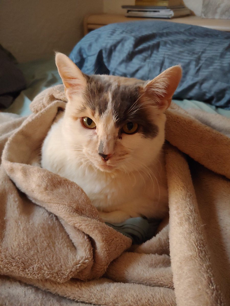 Cleo cat in a blanket nest