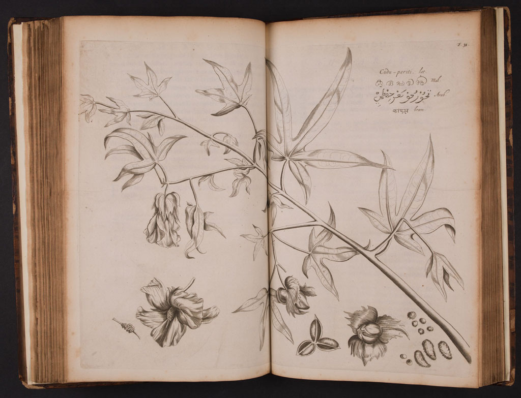 RCSnews's tweet image. The beautiful Hortus Malabaricus, the oldest printed book on the flora of southern #India, contains descriptions and illustrations of 742 plants and their medicinal properties. Discover the origins of the book in our #LibraryBlog: ow.ly/hBbl50y3aBK