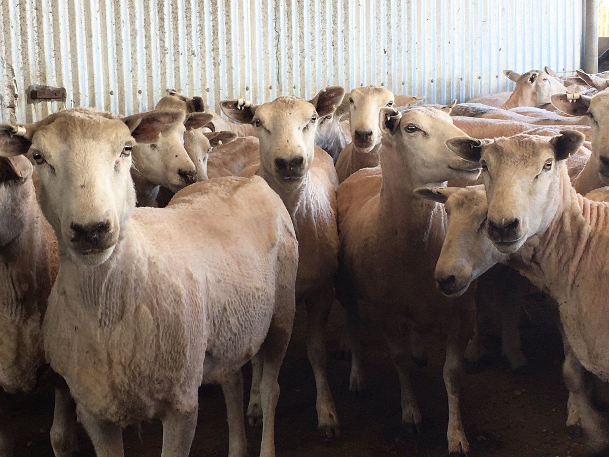 This harvest certainly beats the one in the cab #unpopularopinion #notthefinestwoolintheshed