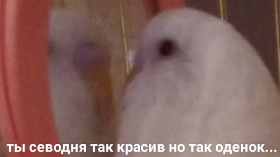 so_mad_so_funny's tweet image. 