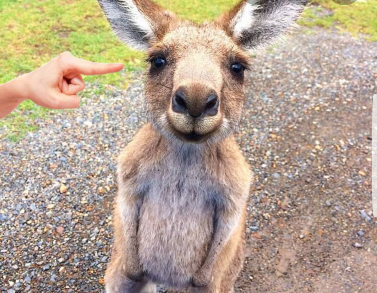 Sahibine kızıp Avustralya'ki yangını başlatan Kanguru buymuş iyimi.. 😄😁
#UgurMumcu