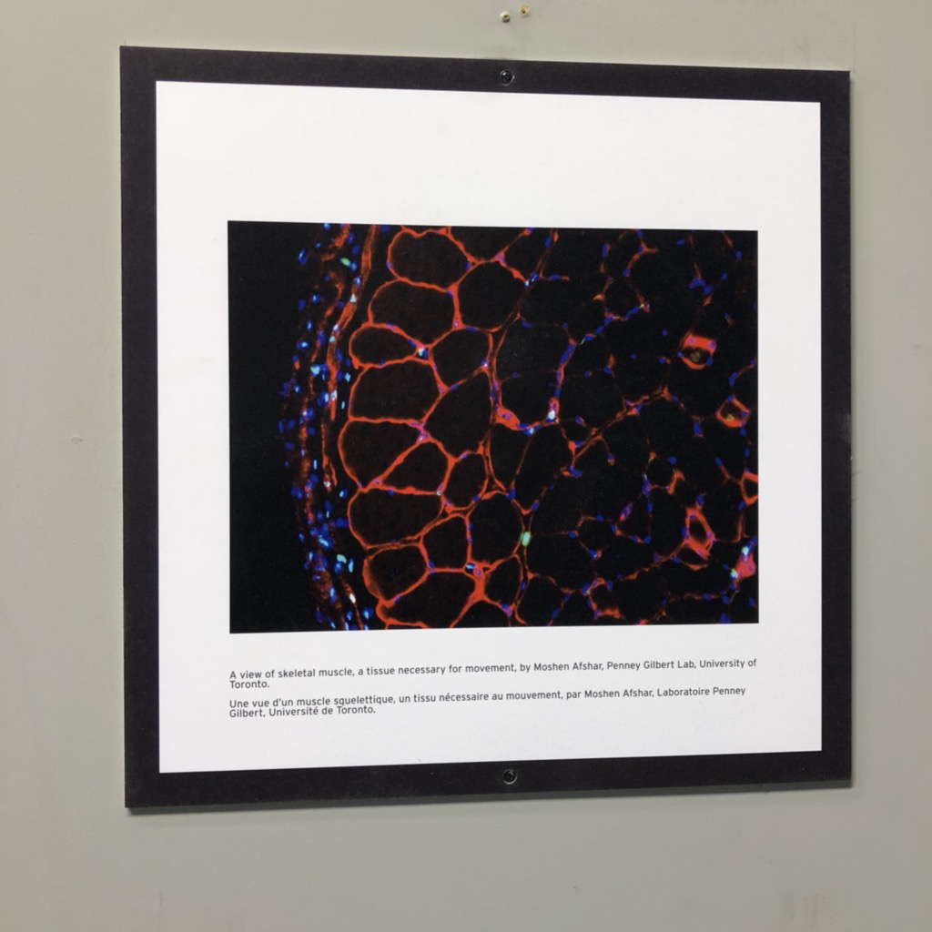 andy_utoronto's tweet photo. Pearson airport enhanced by gorgeous pics from @GilbertLab @MollyShoichet lab and @SamanthaZY ! Go @DonnellyCentre ! https://t.co/skSBQJAlDn