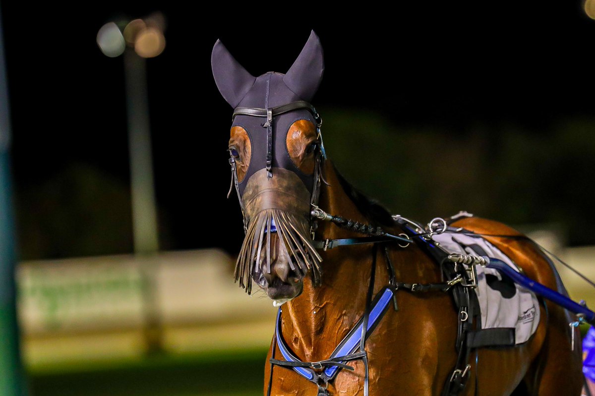 Ocean Ridge stops the clock at 1:52.6 in the <a href="/westaustralian/">The West Australian</a> Nights Of Thunder Final at <a href="/GloucesterPark/">Gloucester Park</a> with <a href="/curlywarwick1/">Ryan Warwick</a> in the bike...

#WAHarness | 📸: <a href="/_HamiltonCC/">Hamilton Content Creators</a>