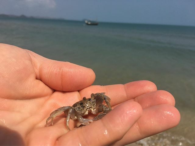 The boys and I built Crab World Thailand out on the beach. This guy was the main attraction called “Big Eyes” by the boys. #thailand2020 #gulfofthailand