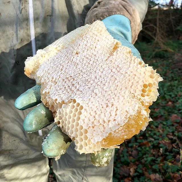 We are VERY excited that @xanthegladstone will be reviving the hives here on the estate with the help of the brilliant @blackmountain_honey over the next few months 🐝 Bees are so vitally important for our landscape and everything we grow here. We se… ift.tt/2RGhGSc