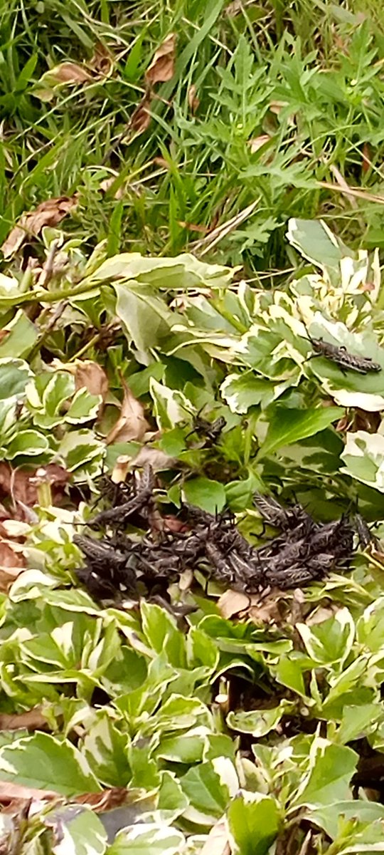 ogutarachel's tweet photo. @MitiAlliance @citizentvkenya @KTNLife_Style @kunec250 
Just spotted some insect in my school (Old Menegai flower bed) KU are these locust or grasshopper? https://t.co/7kwU3vtgtJ