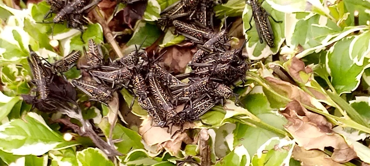 ogutarachel's tweet photo. @MitiAlliance @citizentvkenya @KTNLife_Style @kunec250 
Just spotted some insect in my school (Old Menegai flower bed) KU are these locust or grasshopper? https://t.co/7kwU3vtgtJ