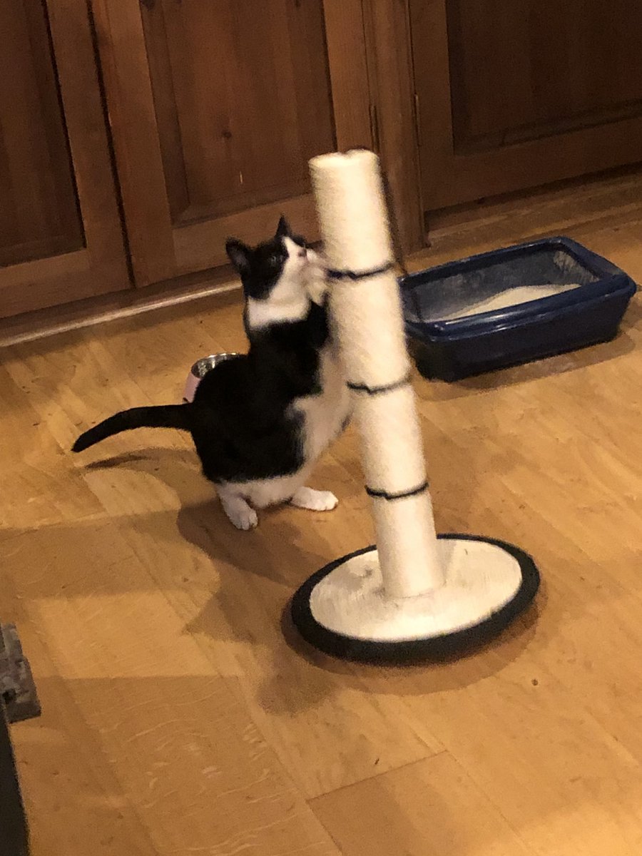 Black and white cat clawing a scratching post with great gusto
