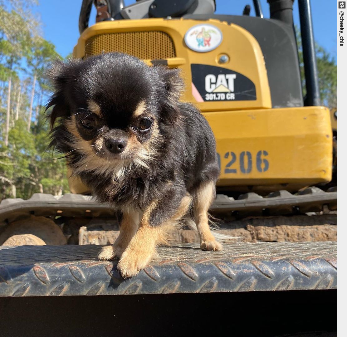 IngloriousDogs's tweet photo. Waiting (im)patiently for dis kitty cat to run sos I can chase ‘im! . . #BigAssCat #TeenyTinyTesla #puppy #puppies #puppylove https://t.co/qn2QwyXPOn