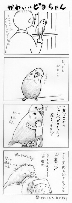きょうのまんが。 今日は、我が家のペットピヨちゃんが登場。#マンガ #4コマ #インコ 